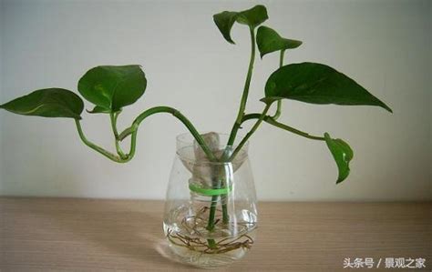 室內水生植物盆栽 香港房門尺寸